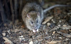 A rat looks on in the Saint Jacques Tower park, in the center of Paris, Friday, Dec. 9, 2016. Paris is on a new rampage against rats, trying to shrink