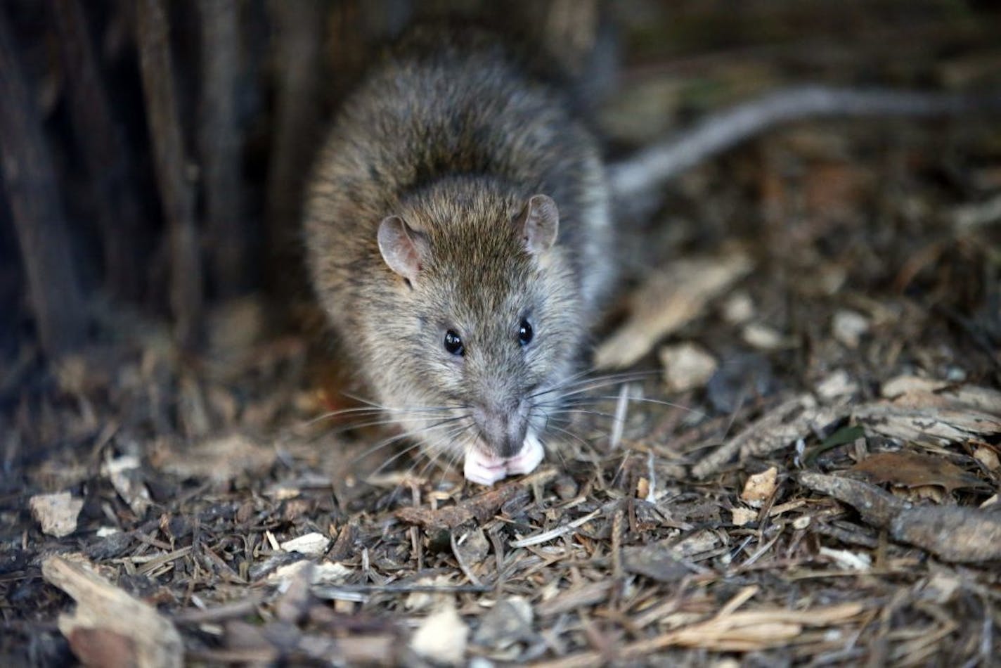 A rat looks on in the Saint Jacques Tower park, in the center of Paris, Friday, Dec. 9, 2016. Paris is on a new rampage against rats, trying to shrink the growing rodent population.