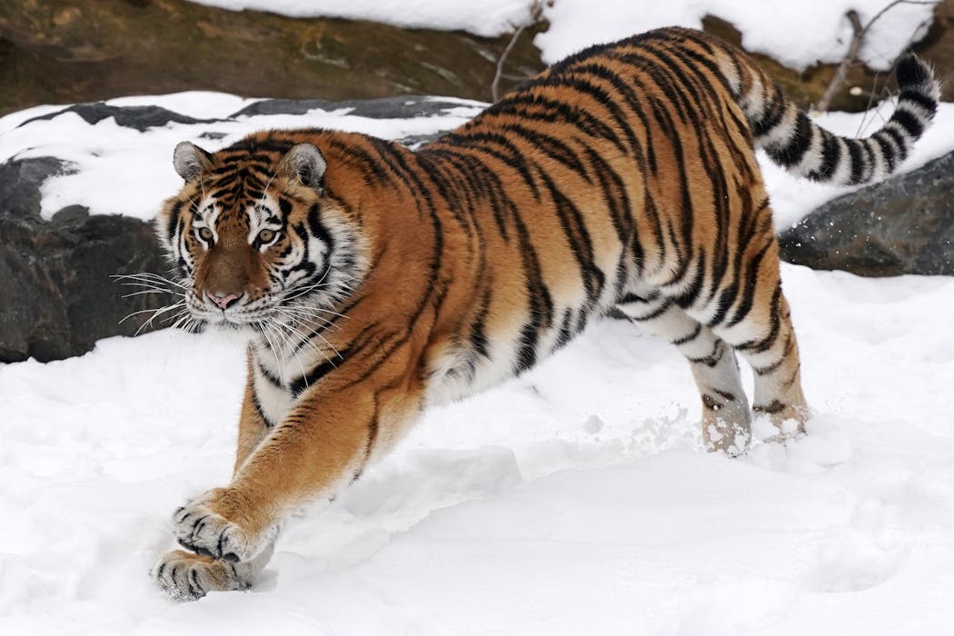The Amur tiger ran around in the snow.