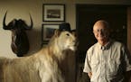 Big-game trophy hunter Jim Derhaag, a former race car driver, poses in his Shakopee office with a lion and a black wildebeest he shot while on African