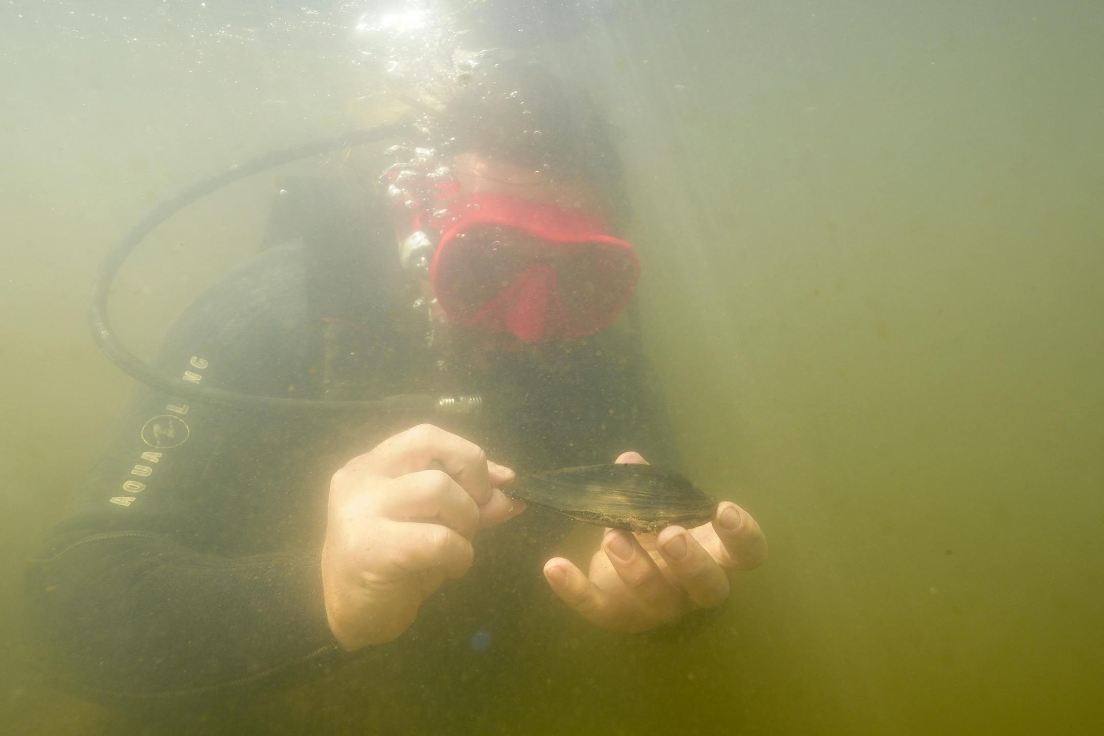 Hunter Poffinbarger, a student intern with the Minnesota DNR, looks over a black sandshell mussel as he and a team worked to survey their population in a section of the Cedar River near Austin, Minn.
