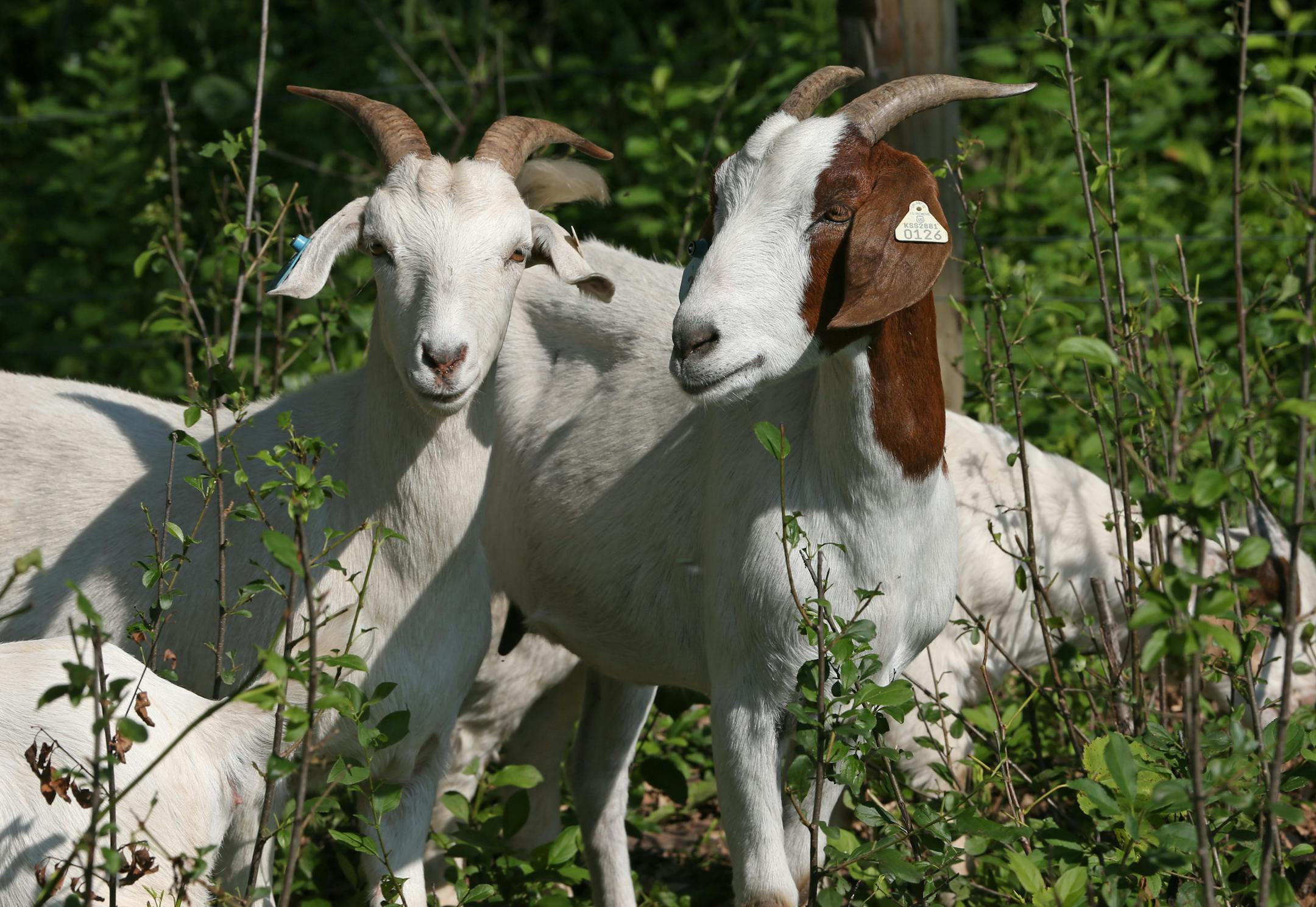 Three Rivers Park officials are using nature to fight nature at one of their parks in the west metro: a herd of goats is leisurely chomping away invasive plants such as garlic mustard and buckthorn to keep them under control on 7/10/13. Park director will show us a herd of goats that he is "renting" to eat buckthorne, garlic mustard and other unwanted plants so that Three Rivers Park District can get them under control without using herbicides. Bruce Bisping/Star Tribune bbisping@startribune.com