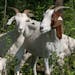 Three Rivers Park officials are using nature to fight nature at one of their parks in the west metro: a herd of goats is leisurely chomping away invas