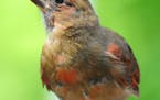 Photo by Jim Williams
A young cardinal is weeks away from developing his species&#x2019; bright beak.