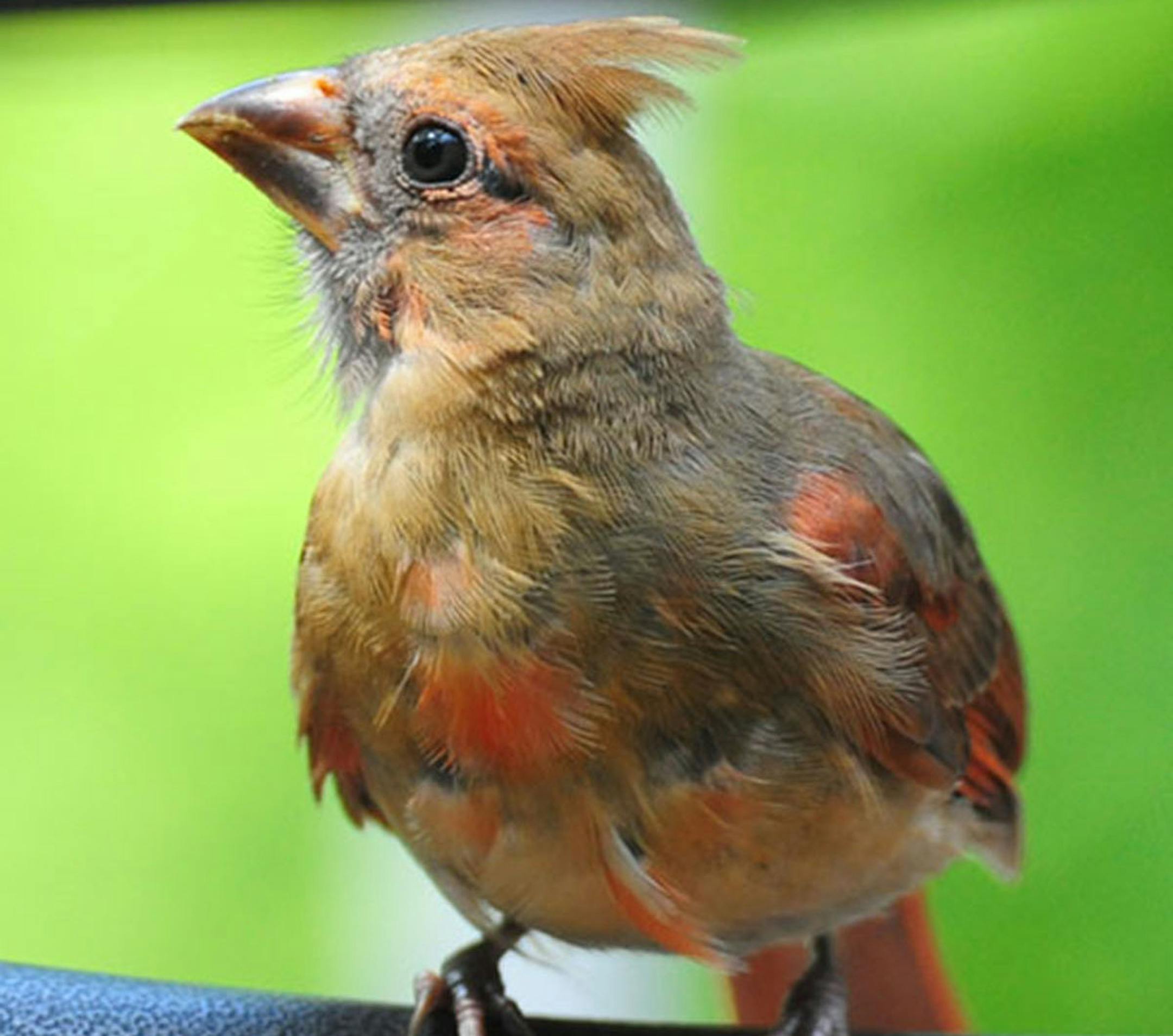 Photo by Jim Williams
A young cardinal is weeks away from developing his species’ bright beak.