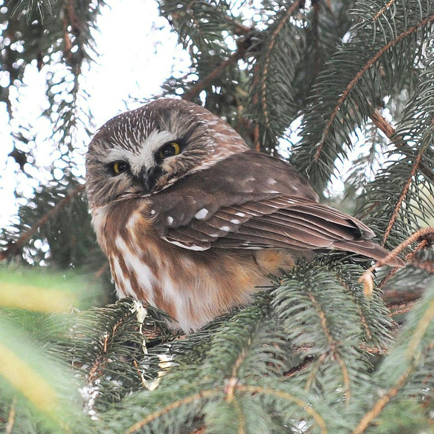 A saw-wet out in a pine tree.