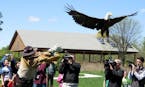 State trooper Paul Kingery set an eagle free Friday near Hastings, nearly six weeks after he rescued the injured bird from along a Twin Cities interst