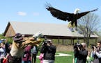 State trooper Paul Kingery set an eagle free Friday near Hastings, nearly six weeks after he rescued the injured bird from along a Twin Cities interst