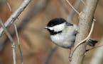 Black capped chickadee perched on a branch.