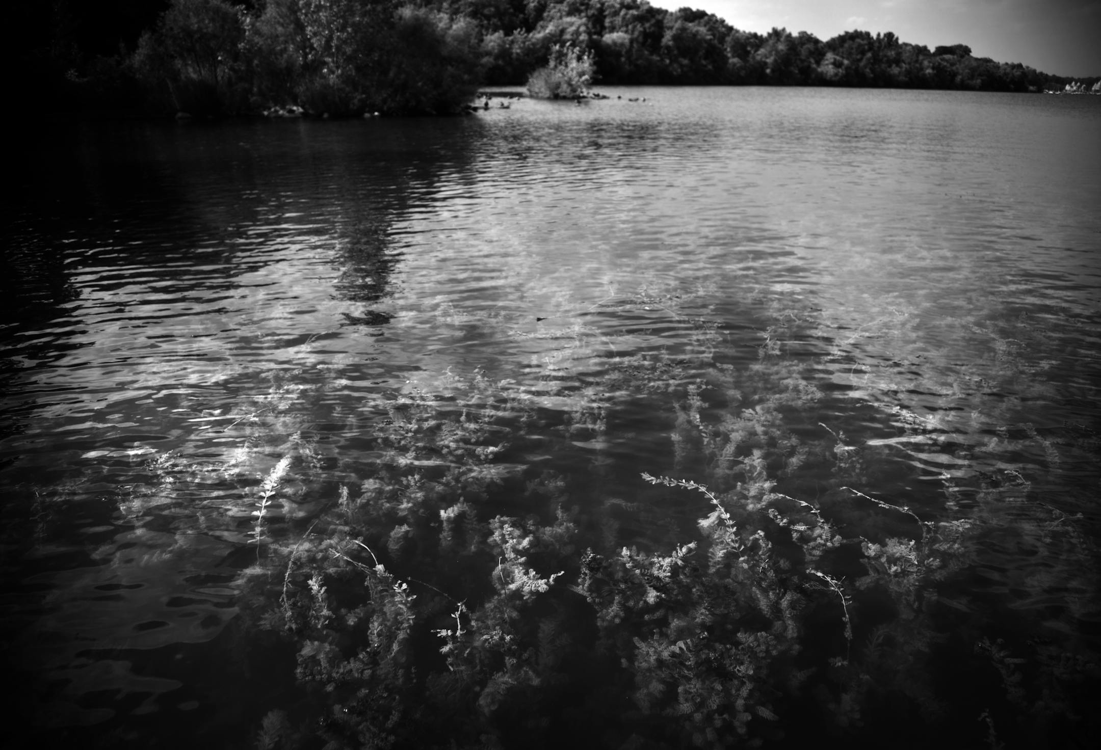 For swimmers and boaters may have noticed something missing in the top few inches of their favorite lake this summer: the clinging strands of milfoil. At Lake Harriet on Tuesday, August 20, 2013, milfoil filled the shoreline on the south end of the lake. ] (RENEE JONES SCHNEIDER &#x201a;&#xc4;&#xa2; reneejones@startribune.com) ORG XMIT: MIN1308201626514714