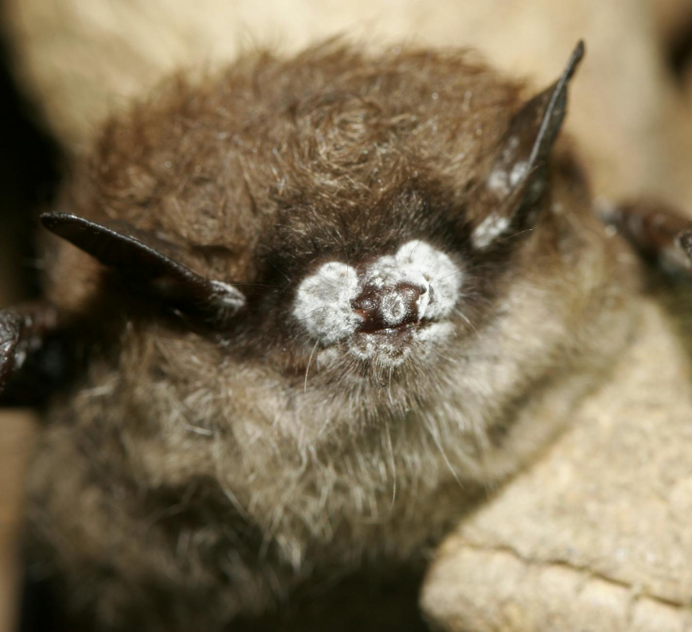 In this October 2008 photo provided by the New York Department of Environmental Conservation, a brown bat with white nose fungus is seen in New York. Scientists trying to stem the spread of the bat-killing disease known as white nose syndrome say it has now been definitely proven that the fungus that causes the disease came from Europe and is the latest of a long line of invasive species disrupting the environment in North America. (AP Photo/New York Department of Environmental Conservation, Rya