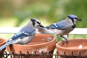 Blue jays are among the bird species infected with avian flu. As of the end of March, other species, nationwide, are, as well, including American crow