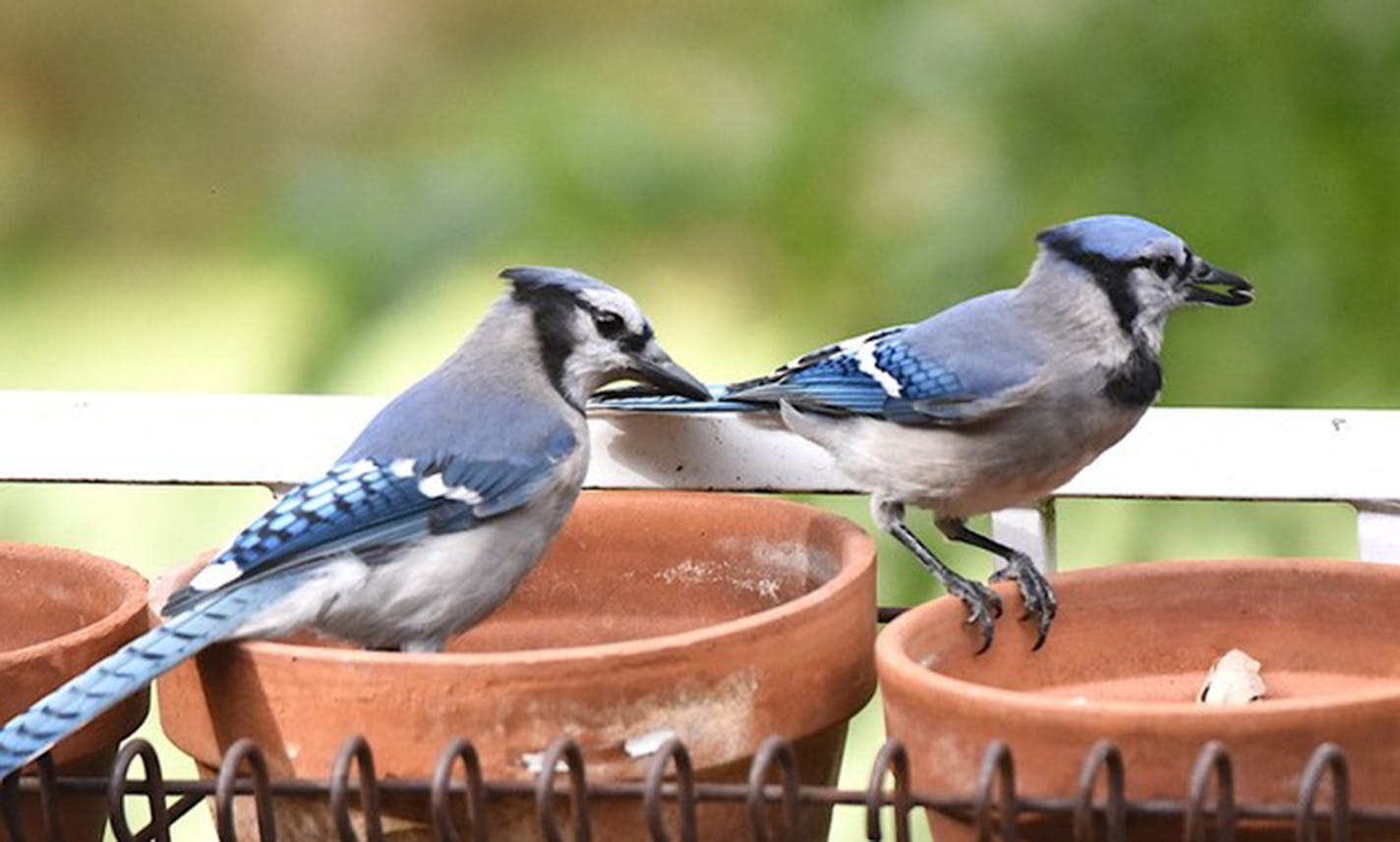 Blue jays are among the bird species infected with avian flu. As of the end of March, other species, nationwide, are, as well, including American crow, bald eagle, red-tailed hawk, wild geese, many species of duck, black vulture, hooded merganser, brown pelican, sanderling, snowy owl, and mute swan. Migration is expected to add to that list.