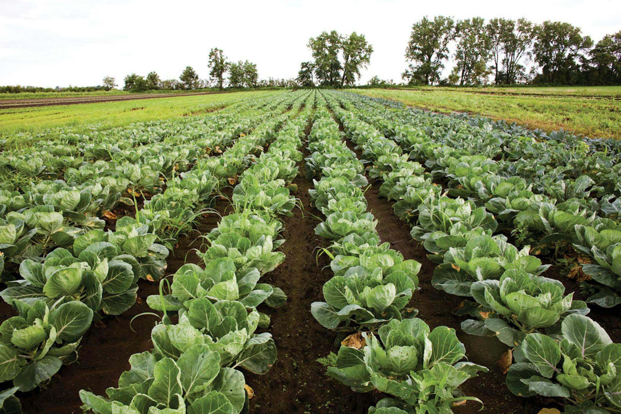 It's a field of plenty with the crop of new books featuring the seasons and local produce. "Eating Local," from Sur la Table, is clearly one of the top picks for the kitchen.