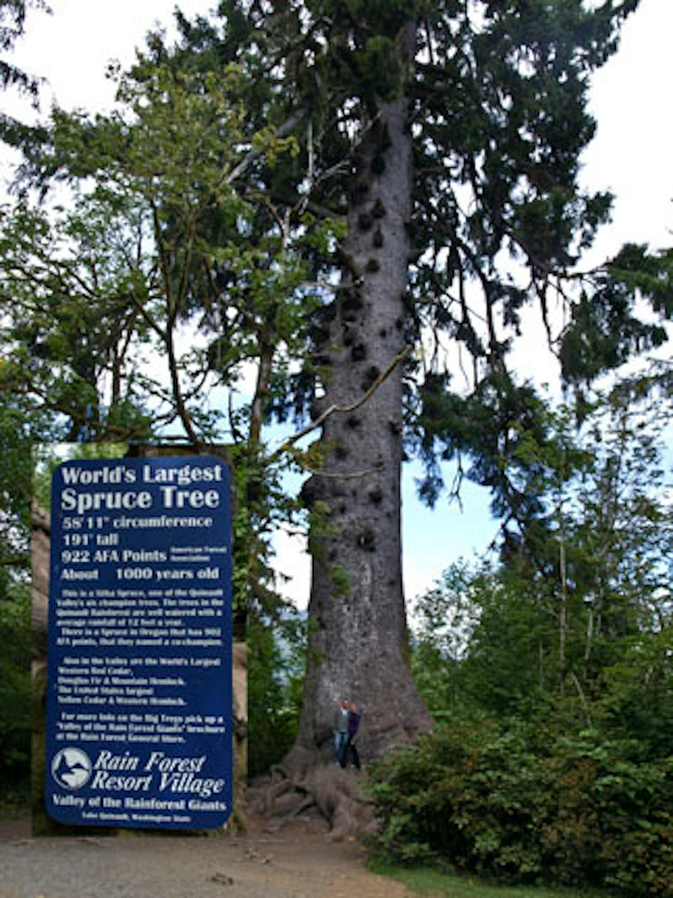 The world's largest spruce tree is found in Olympic National Park - 58 feet and 11 inches around and 191 feet high!