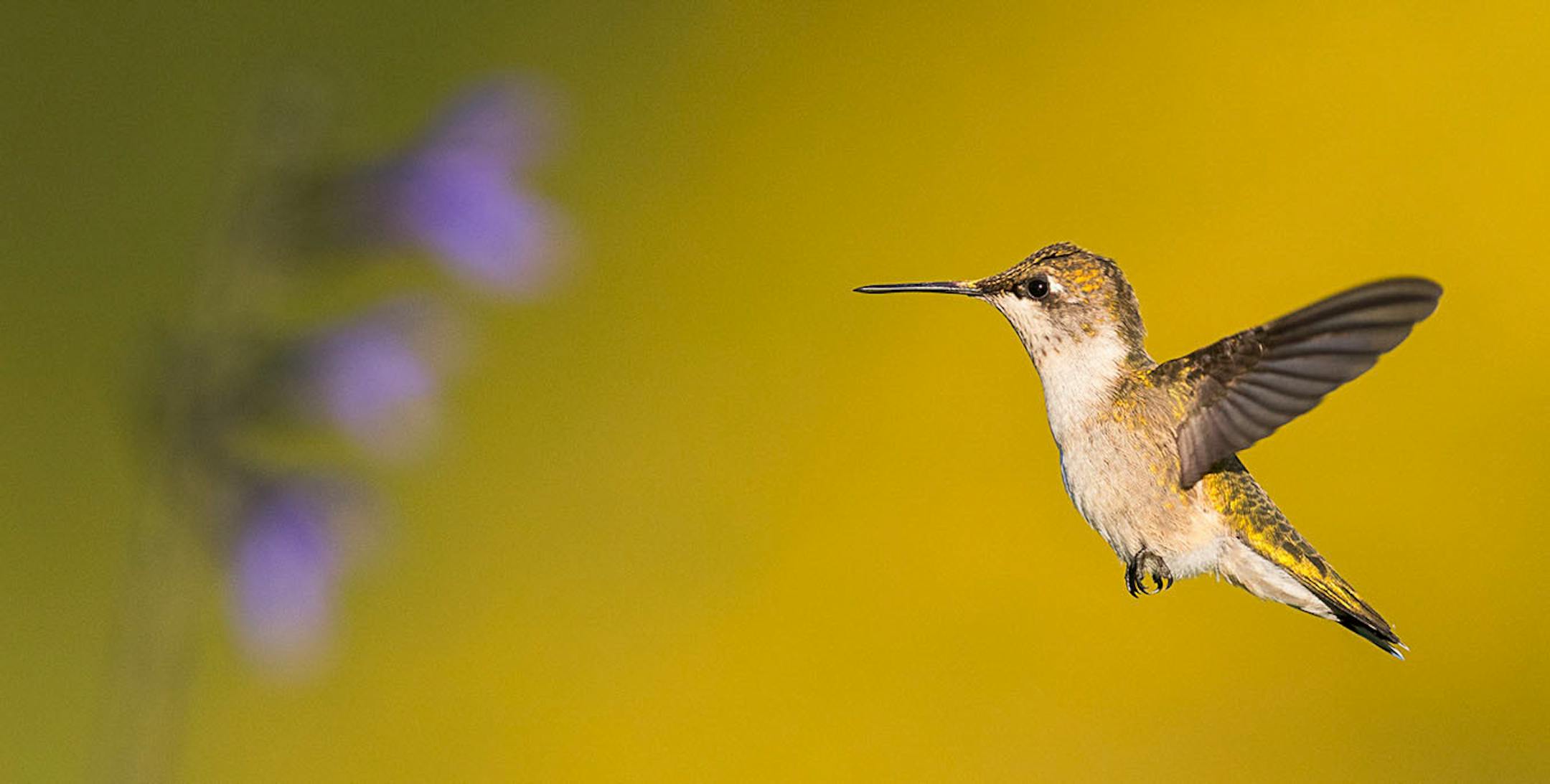 Longfellow Gardens, with its varied perennials and annuals attract Hummingbird. Photo by Joe Fierst