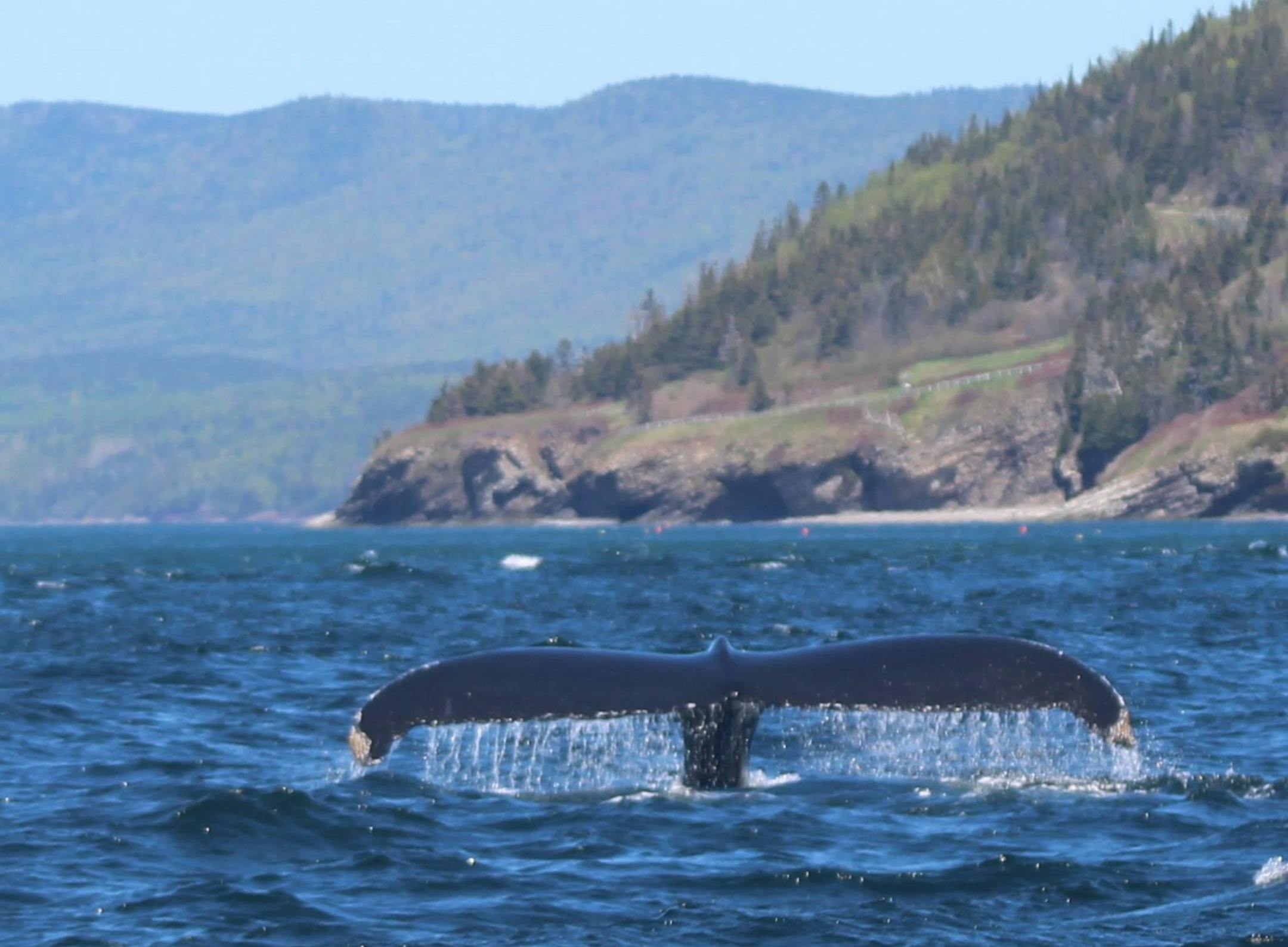 A fin whale, among others, was spotted on a whale-watching excursion off the Gaspe Peninsula.