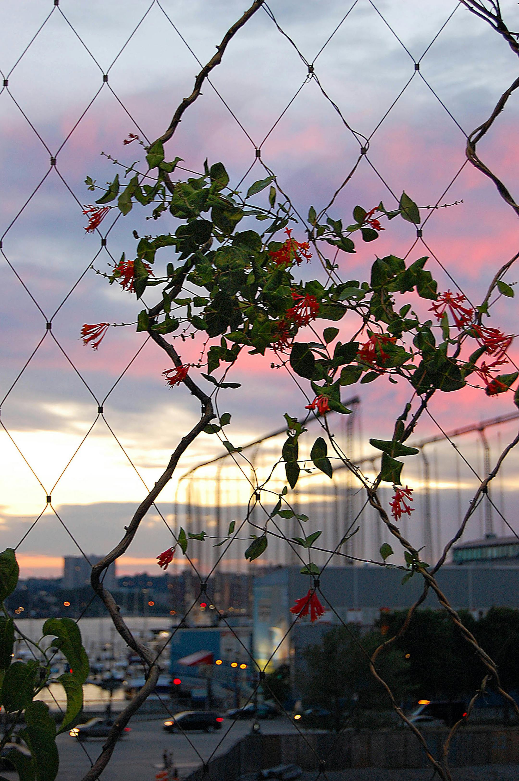 Flowers take climb along fencing on the High Line, a New York City Park that runs along an abandoned elevated rail track on Manhattan's West Side.