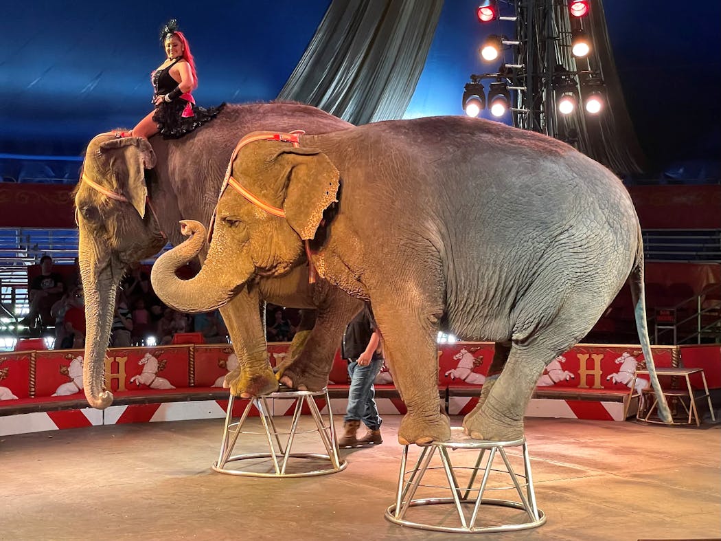 The elephants performing at the Big Top at Circus World in Baraboo.