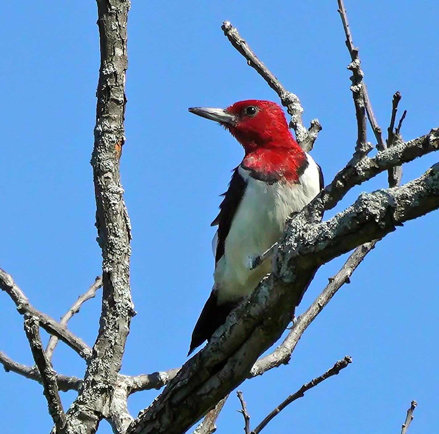 Once ubiquitous across the Midwest, red headed woodpeckers have lost about 95% of their population. The small, friendly, stark red birds are dying out just about everywhere... except for northern Anoka County in a reserve called Cedar Creek. Here, An adult Red Headed woodpecker perched in a dead oak. ] brian.peterson@startribune.com
East Bethel, MN
Wednesday, August 28, 2019