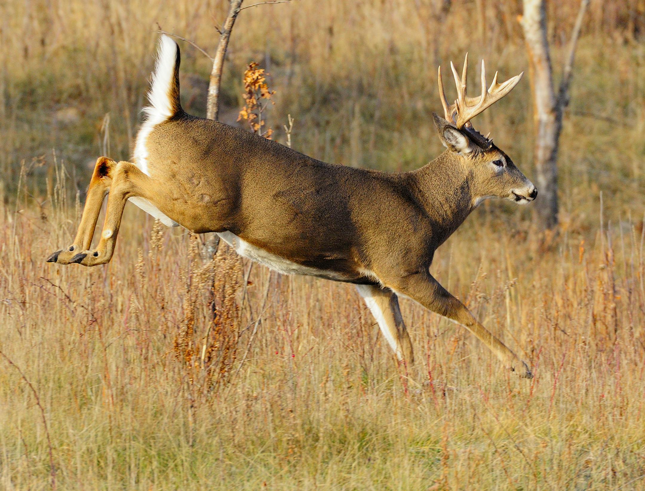 By observing where a doe in estrus had run across a clearing Marchel hurriedly put himself in position to photograph this dandy buck that was pursueing the doe.
