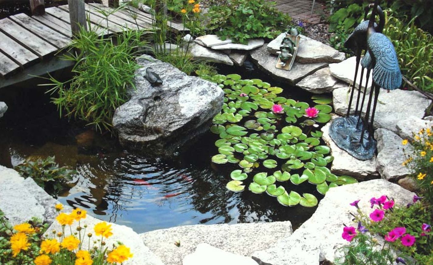 This pond in Brooklyn Park is featured on the Minnesota Water Garden Society Tour.