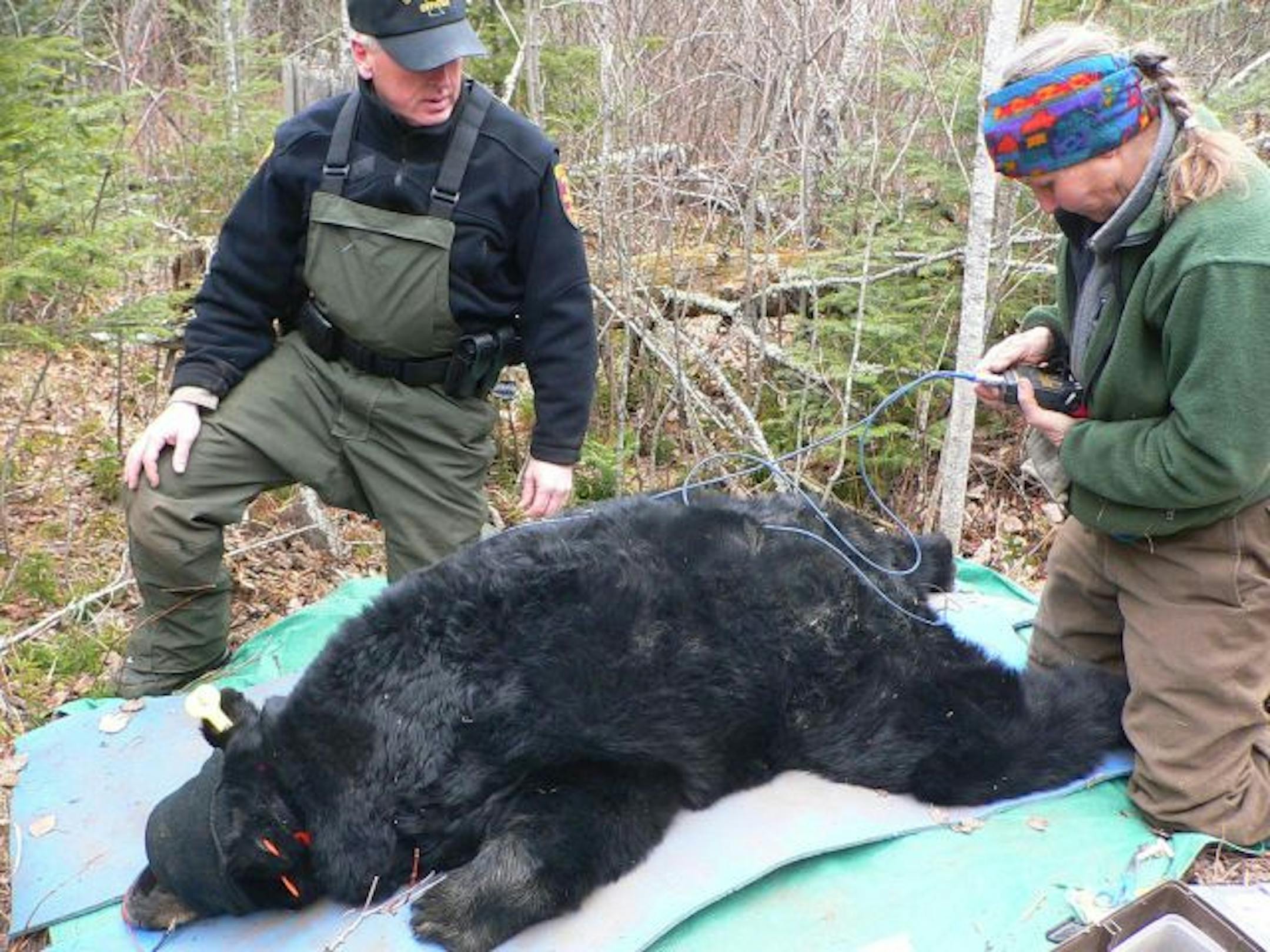 Ken Soring, now a DNR enforcement manager, helped officials work on the bear last week — the first time he has seen her since 1981. Soring watched as DNR researcher Karen Noyce used an electronic device to measure the bear's body fat. Noyce also attached bright yellow and orange ear tags to the bear and a yellow tag to her collar in hopes that hunters won't shoot her.