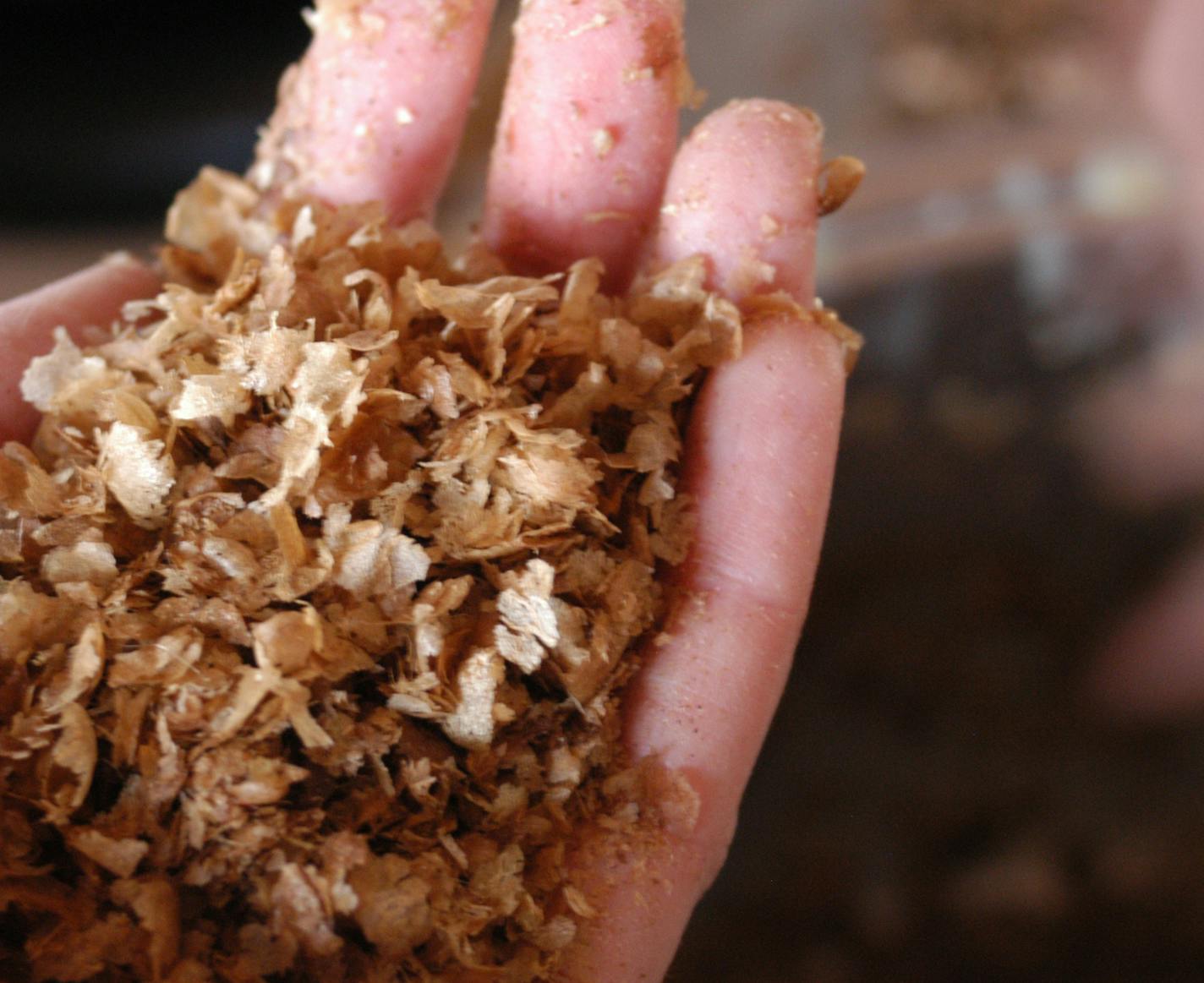 Hands holding flakes - the flakes are the waste "chaff" from the roasted coffee beans Under a new partnership, Faribault-based JavaCycle will soon recycle and manufactured millions of pounds of MZB and Hill Brothers coffee-bean chaff into a soil fertilizer sold in Amazon.com, Bachman's Garden Centers, Mississippi Market, Eggplant Urban Farm Supply, Como Park Zoo & Conservatory and Mother Earth Gardens, etc. Chaff is the paper-thin husk that peels off the coffee-bean during the roasting process.