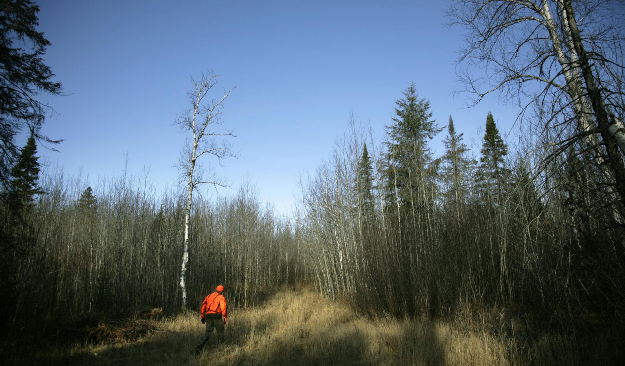 Young aspen trees after a clearcut are popular with hunters and attract deer and grouse to the new growth. Aspen trees, seen through the eyes of foresters, loggers and hiker/hunters.. brian.peterson@startribune.com Minnesota, MN Wednesday, September 11, 2019