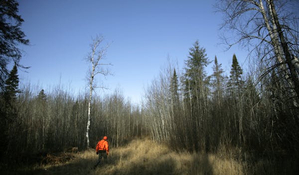 Young aspen trees after a clearcut are popular with hunters and attract deer and grouse to the new growth. Aspen trees, seen through the eyes of fores