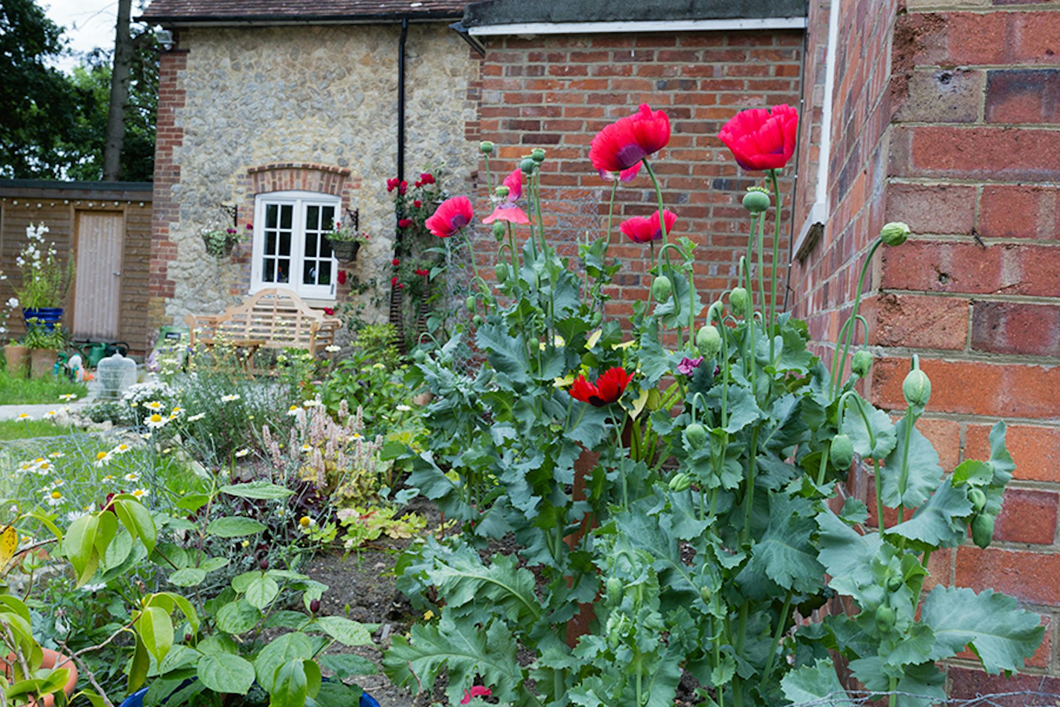 The back garden of the housesitting property, Nettlepole. In that area of England most of the properties have a name, rather than a house number. Photo credit should go to Eleaner Loos