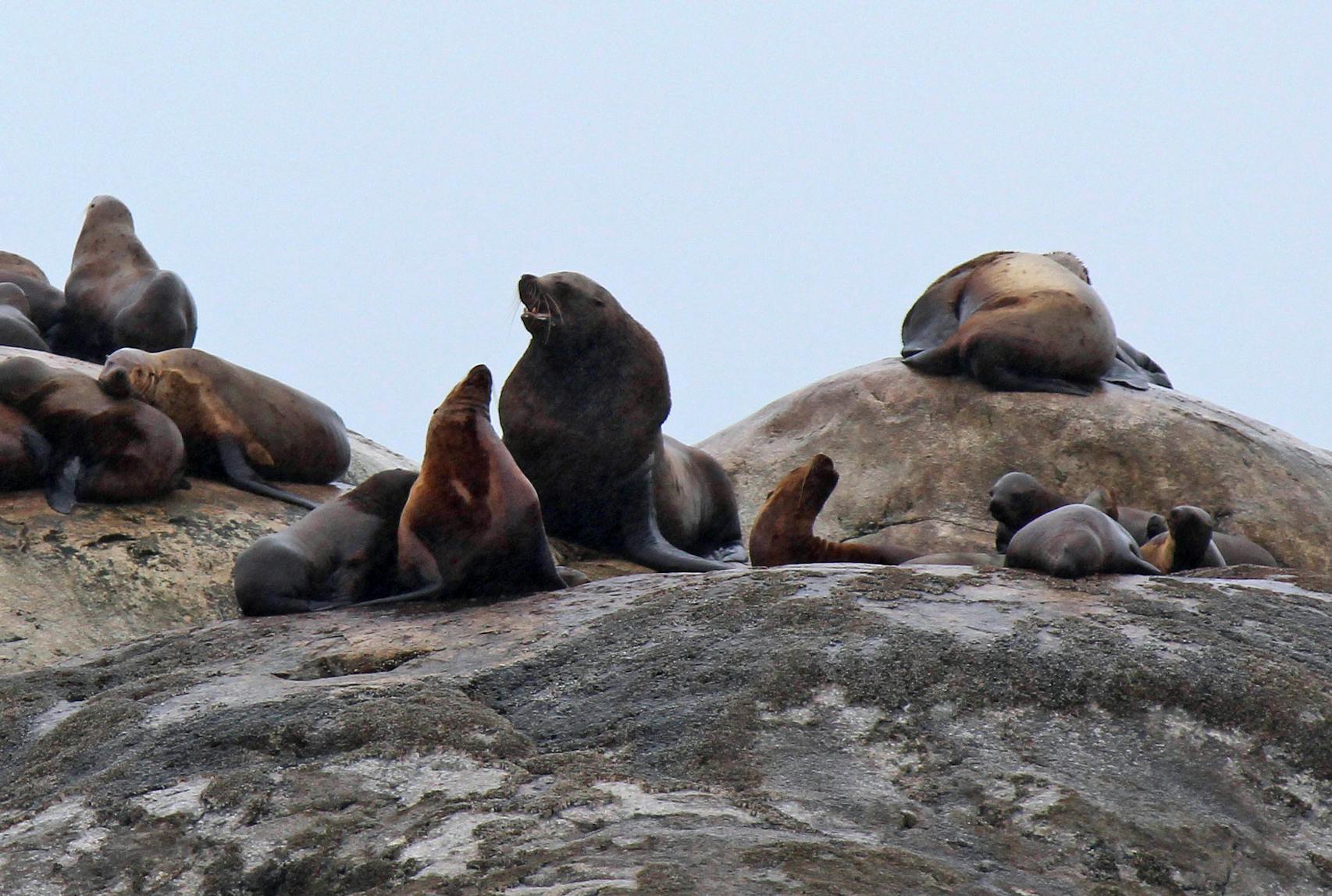 In Alaska's Glacier Bay National Park and Preserve, Steller sea lions have a major presence on a small group of rocky islands. If they are not napping, or eating, they line along 10-foot high ledges waiting for their turns to jump.