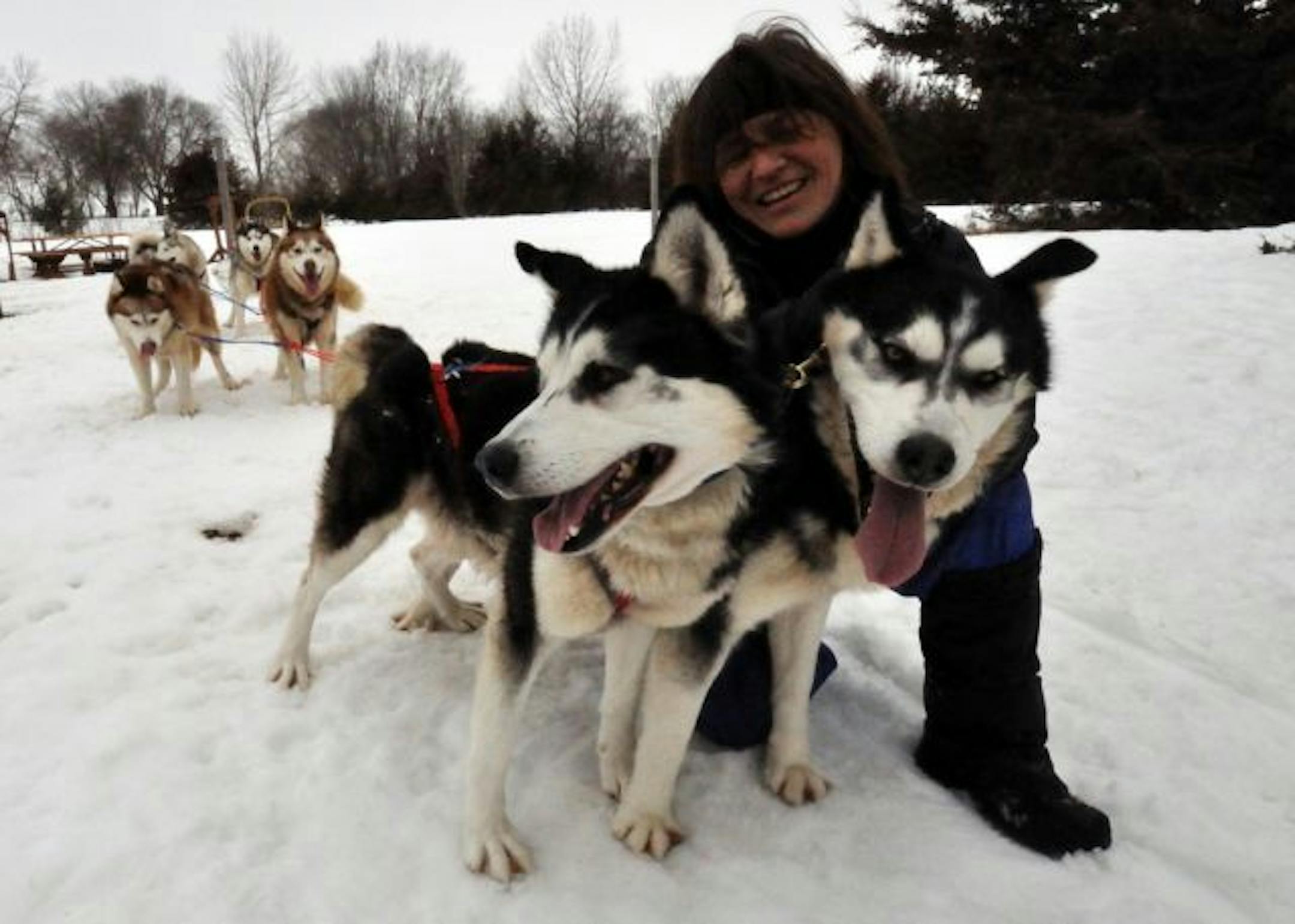 Photo by Liz RolfsmeierDawn Lanning of Hastings held onto her lead dogs Yukon and Diesel after ride at Lake Byllesby Regional Park. Also pictured are "point dogs" Gizmo and Gracie, and behind them, "wheel dogs" Dakota and Greta.