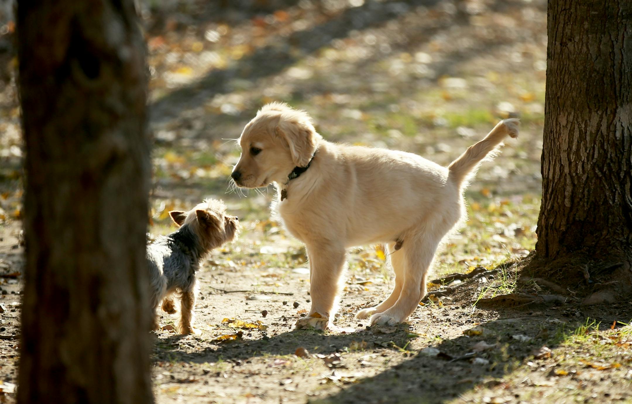 A young golden retriever pup seemed a bit spooked by a small dog that had come to mingle at Alimagnet dog park Friday, Nov. 2, 2018, in Burnsville, MN.