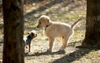 A young golden retriever pup seemed a bit spooked by a small dog that had come to mingle at Alimagnet dog park Friday, Nov. 2, 2018, in Burnsville, MN