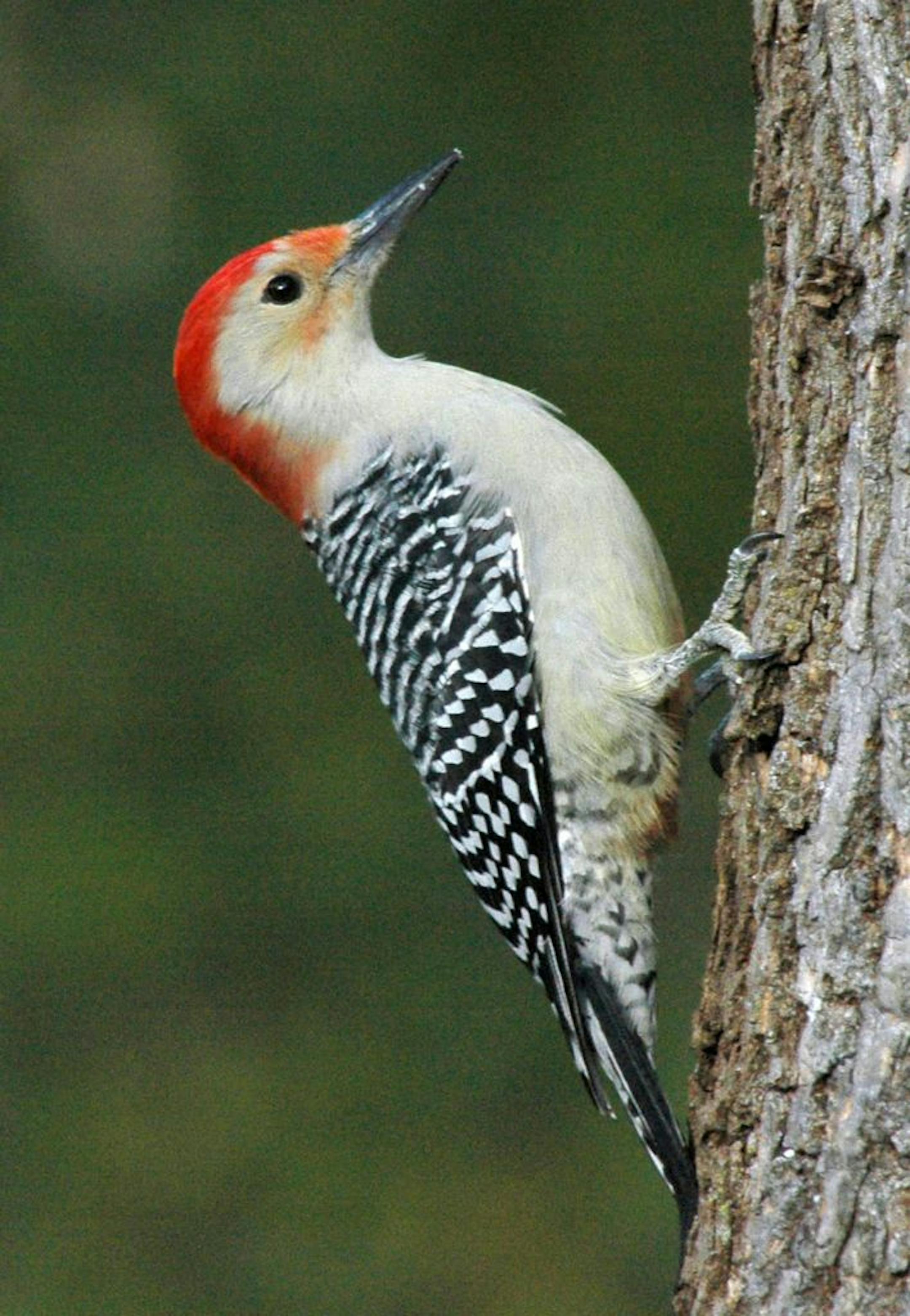 Red-bellied woodpecker