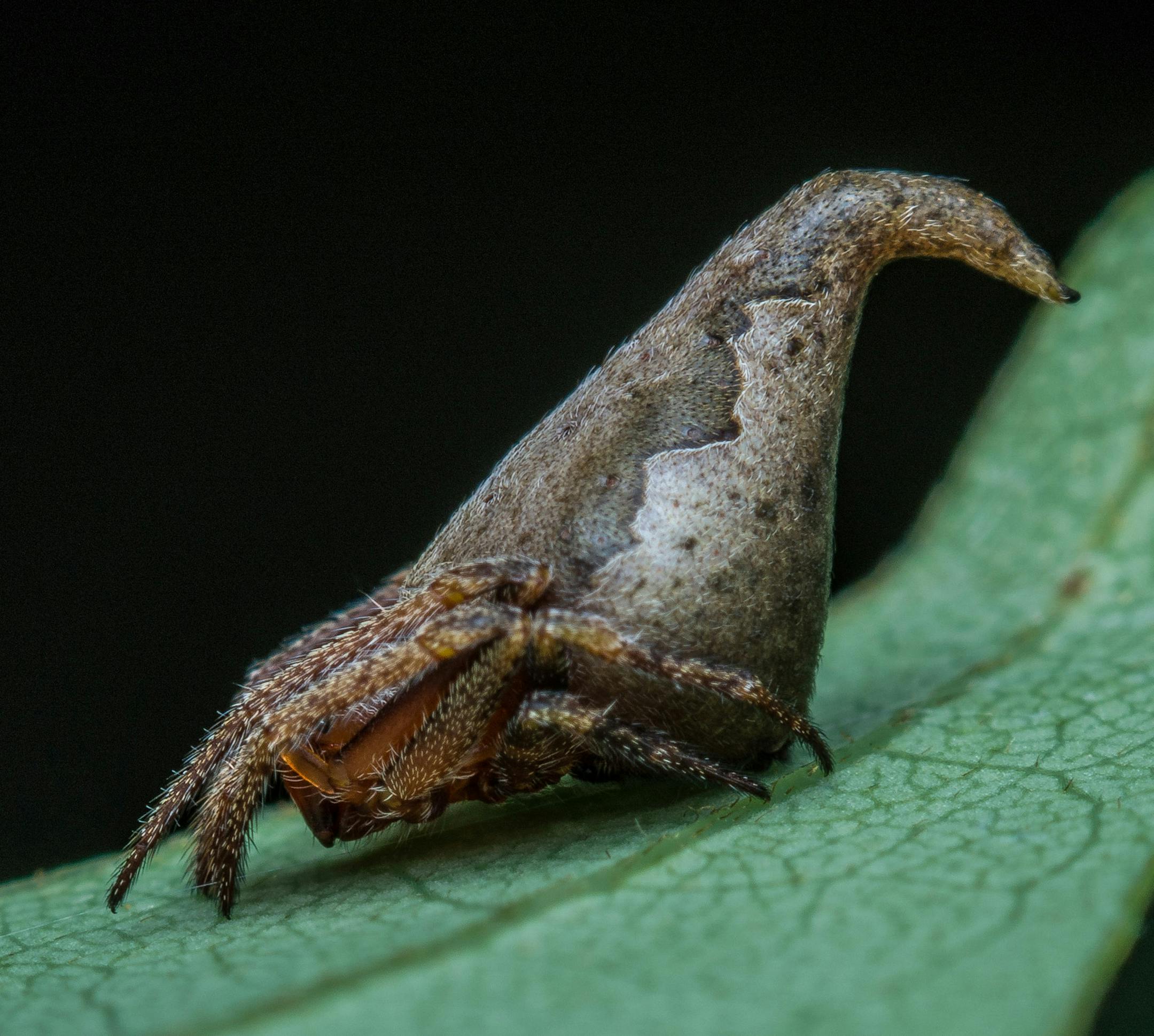 E. gryffindori, a newly discovered spider species in southwest India. MUST CREDIT: photo courtesy of Sumukha J. N.