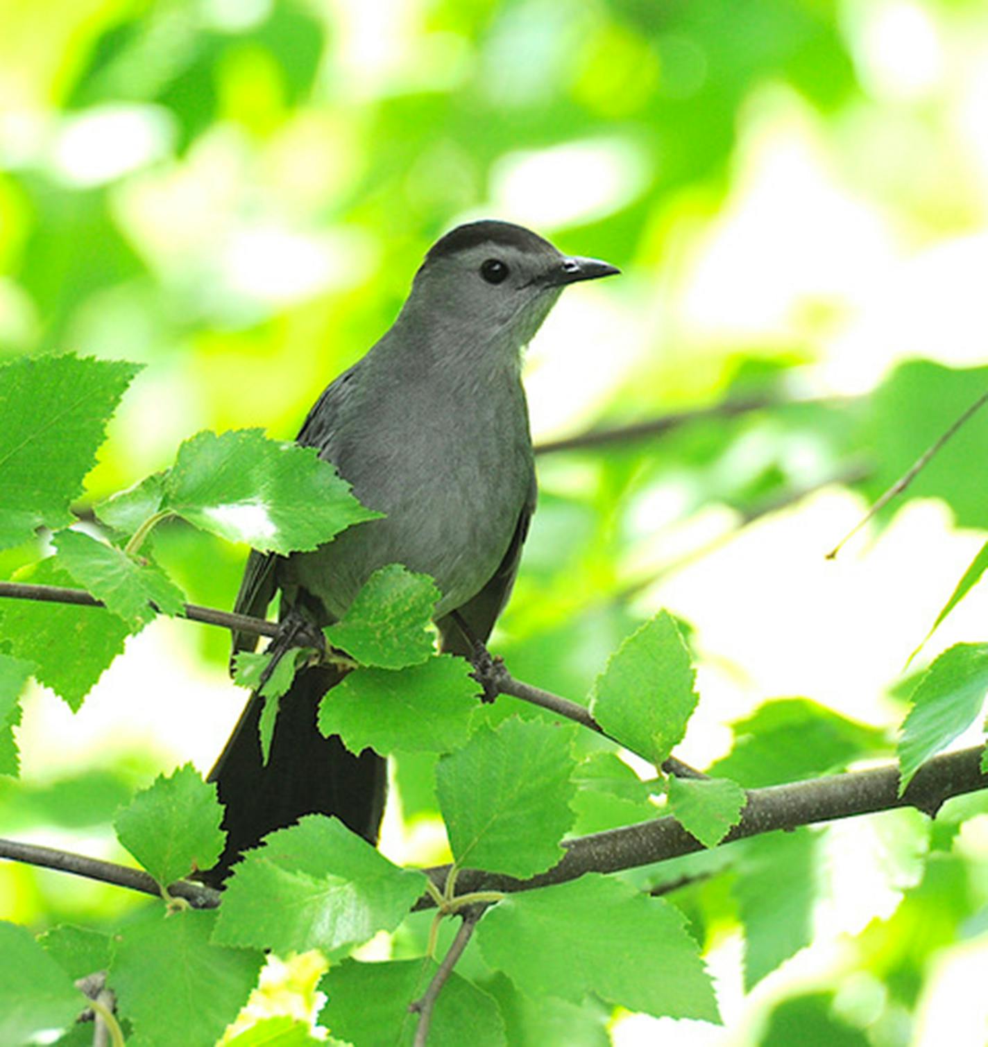 A gray catbird perches in a tree with green leaves.