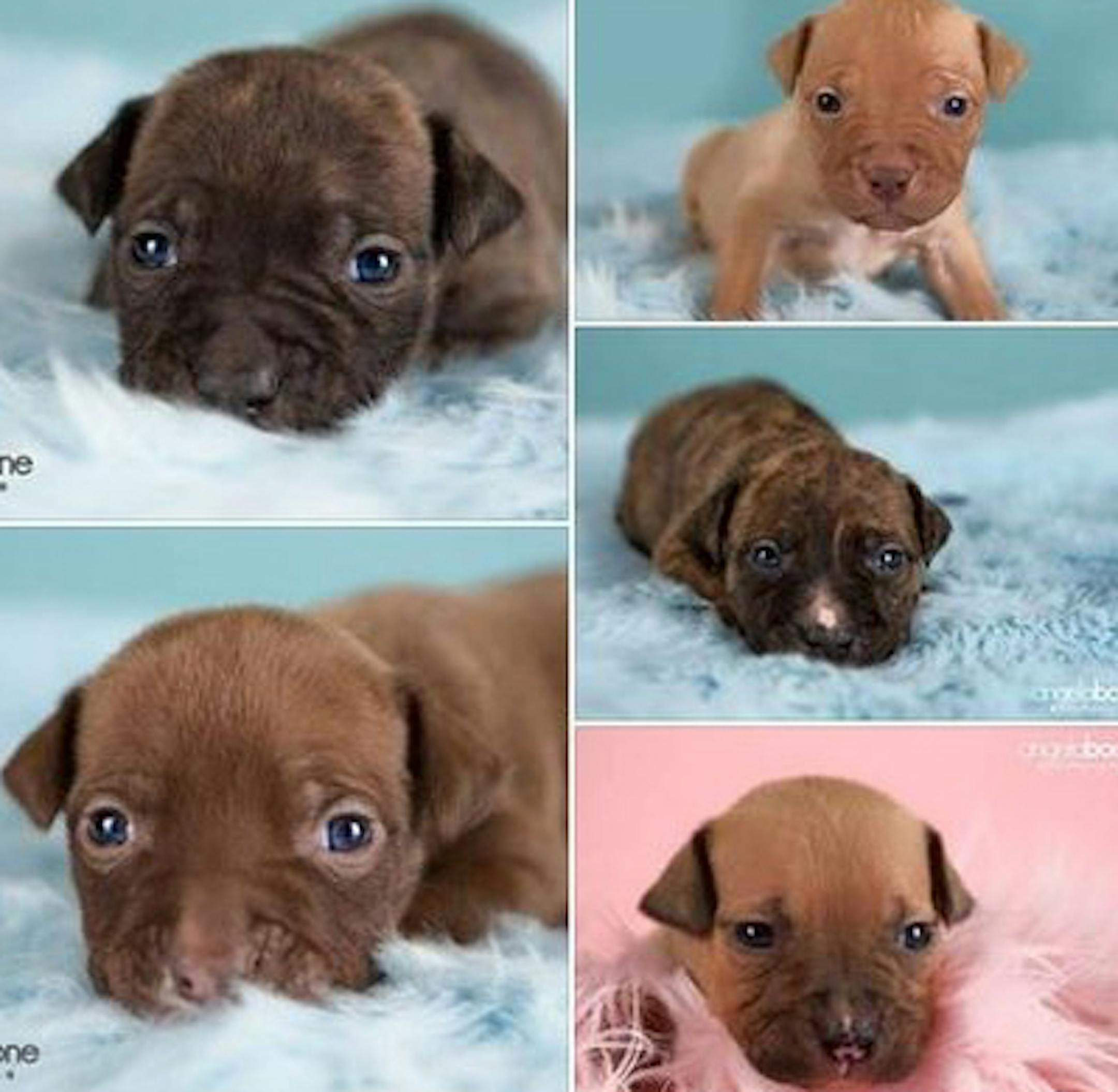 A van with five pit bull puppies inside was stolen before dawn Tuesday in St. Paul, and the animal rescue organization that was caring for the dogs is frantically trying to track down the vehicle. The Rescue Pets Are Wonderful (RPAW) van was swiped about 5 a.m. from in front of Liz Giglerís home in the 1500 block of Christie Place, just south of Wakefield Lake and near Larpenteur Avenue, she said. Although Gigler said sheís not sure whether the thief wanted just the van, the puppies or