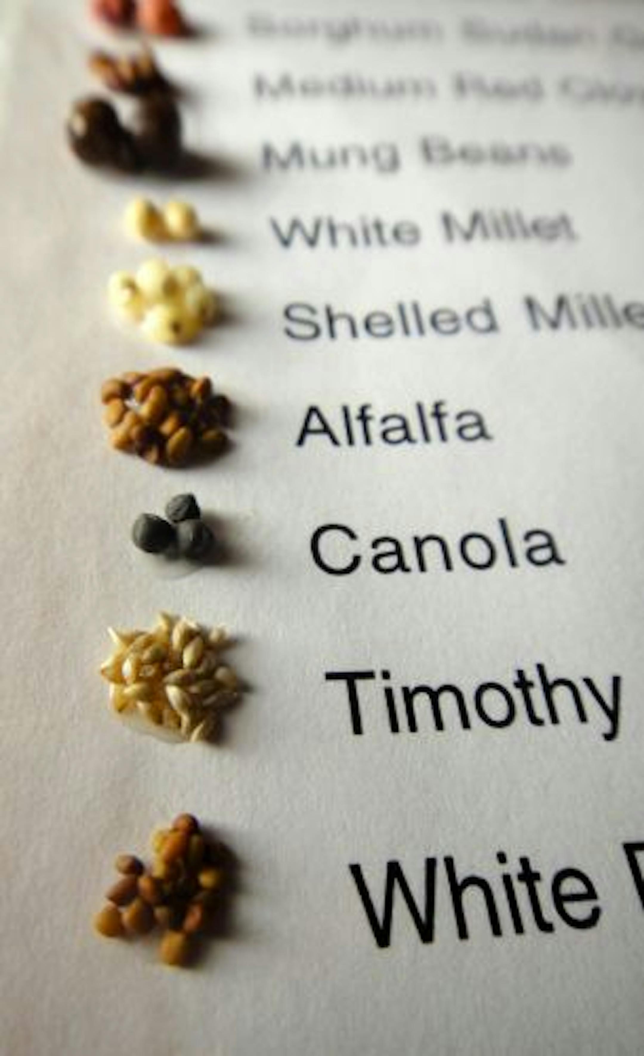 Darlene Thorud, 72, the new queen of crop art, has been competing for almsot 30 years, apparently in the shadow of the legendary Lillian Colton, who died in 2007. Some of the many seeds she uses in her work must be attached and listed on her competition art.