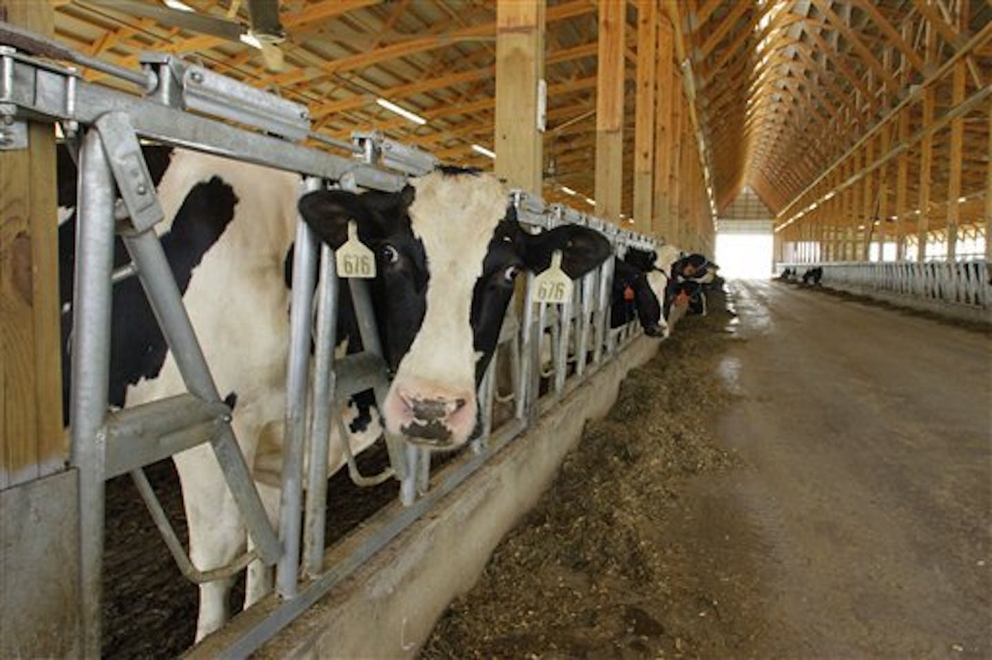 Cargill is recalling several types of animal feed that was distributed in southern and eastern states after finding it was contaminated by moldy corn. File photo of dairy cattle being fed at an Illinois farm.