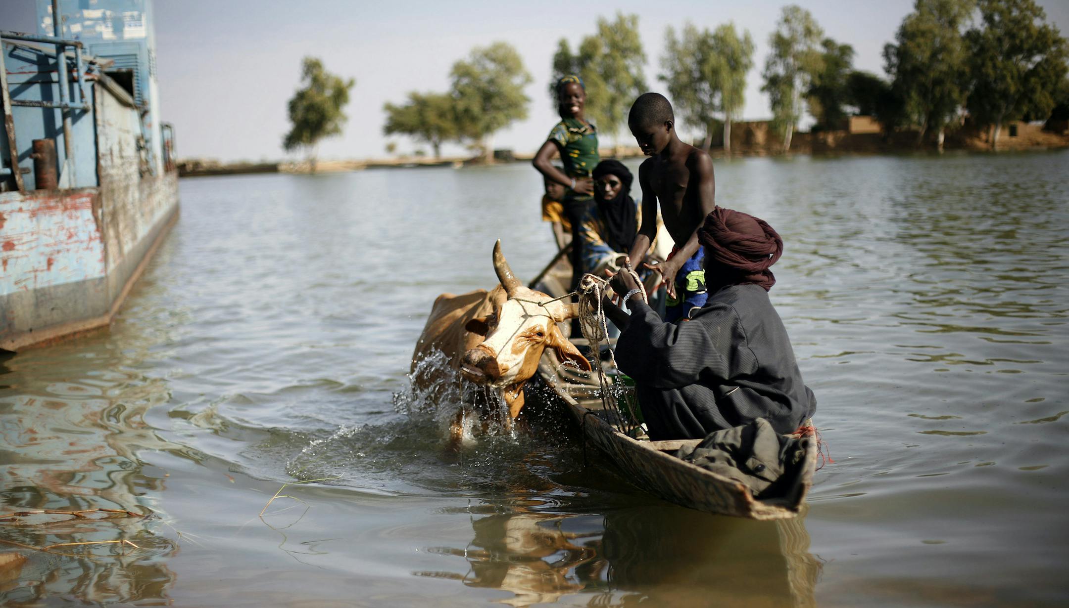 Malians bring a cow across the Niger river at Korioume Port, south of Timbuktu, Mali, Sunday Feb. 3, 2013. French troops launched airstrikes on Islamic militant training camps and arms depots around Kidal and Tessalit in Mali's far north, defense officials said Sunday, as the first supply convoy of food, fuel and parts to eastern Mali headed across the country. (AP Photo/Jerome Delay) ORG XMIT: XJD103