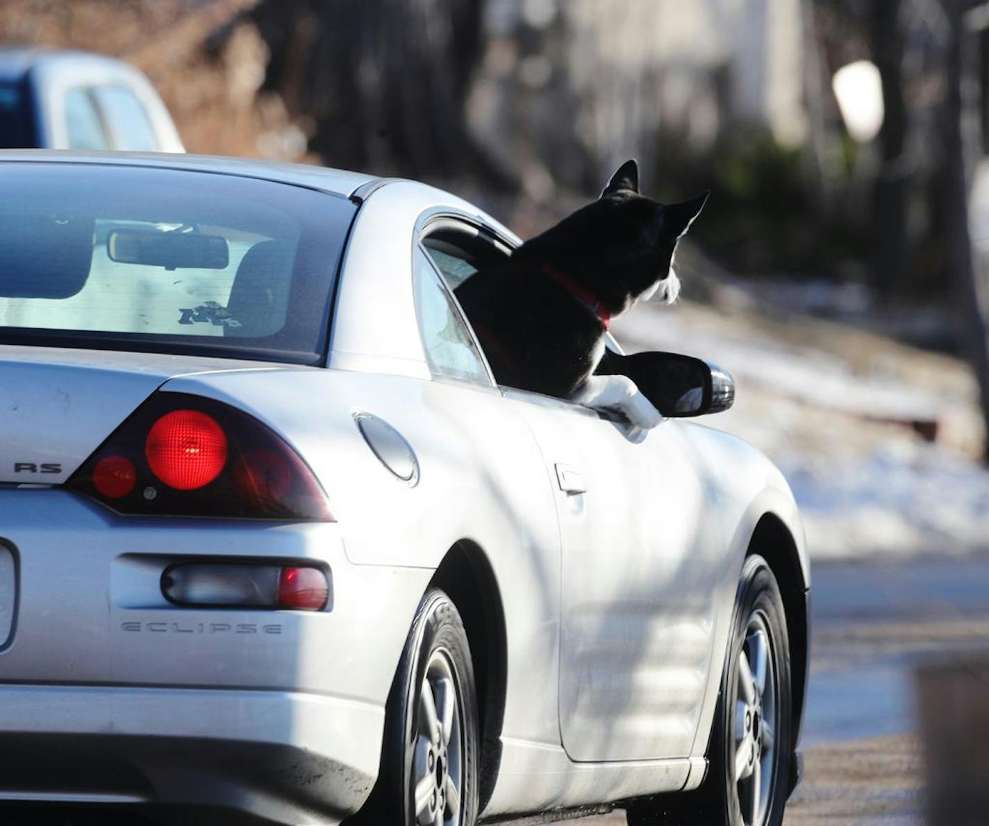 A dog got comfortable taking in the warm weather while driving around Bde Maka Ska with its owner as temp soared into the 40s Friday, January 4, 2019 in Minneapolis, MN.