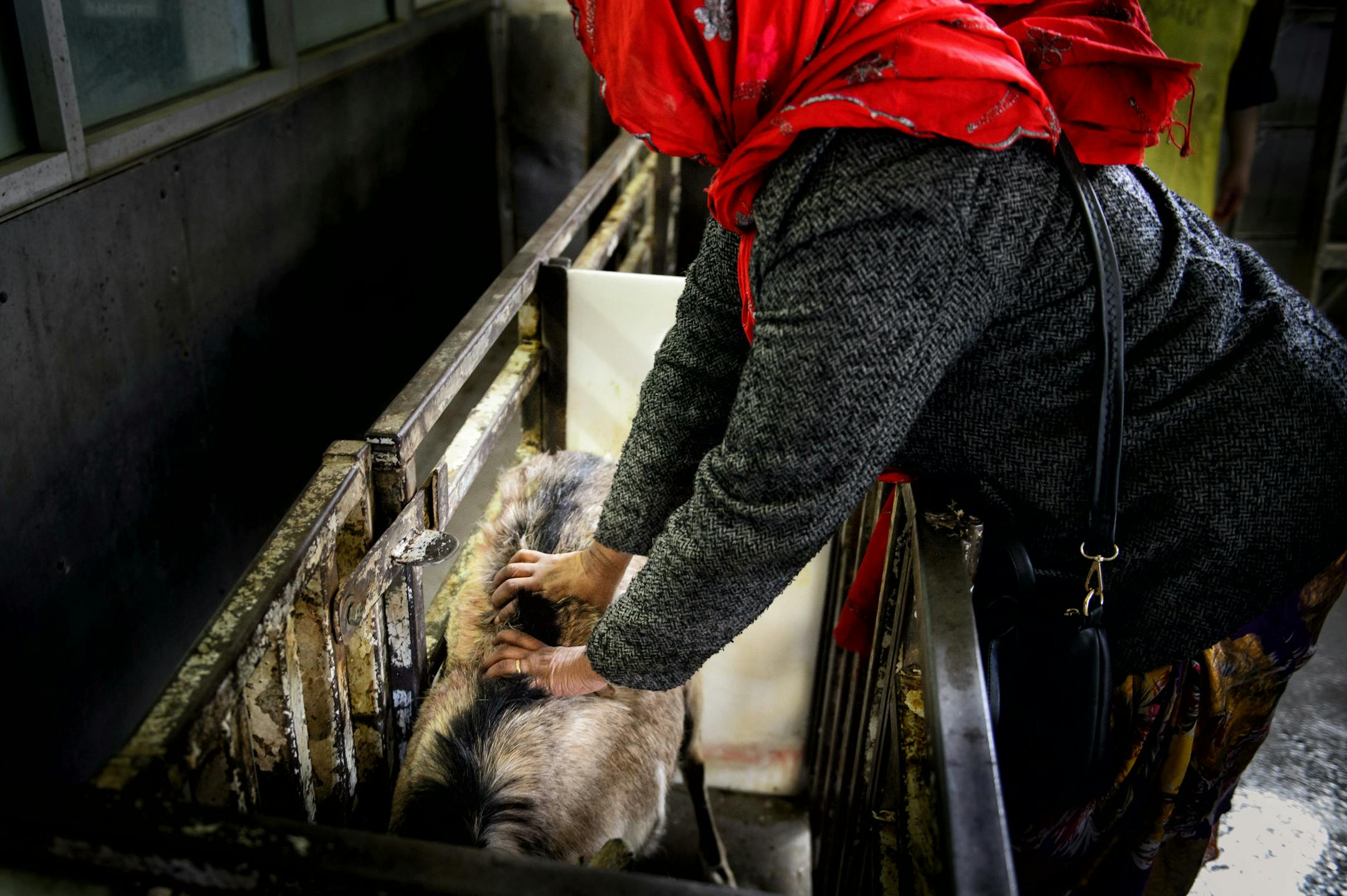 The Somali customer felt the back of the sheep before slaughter saying she wanted to make sure the meat felt good.