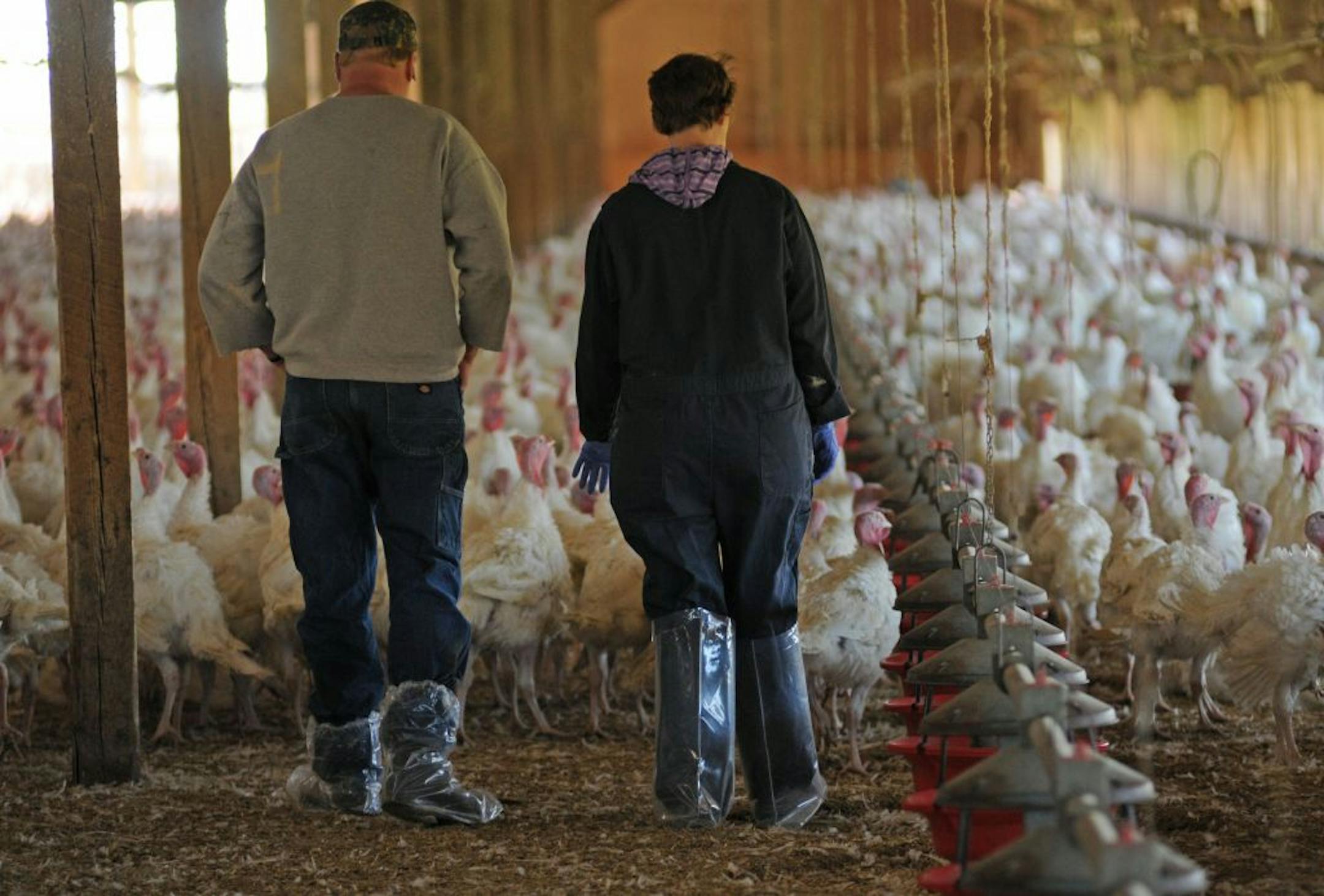 Most of the turkey growers that Minnesota veterinarian Jill Nezworksi works with mix antibiotics into their birds� feed only to cope with disease � quelling a cough outbreak or easing a bout of avian diarrhea. In this turkey farm in Parkers Prairie, Minn no antibiotics were being used, because the flock was in very good health..Jill Nezworksi flies across 7 states keeping a vigilant watch over poultry productions. She was walking through the flock checking the overall health of the birds.