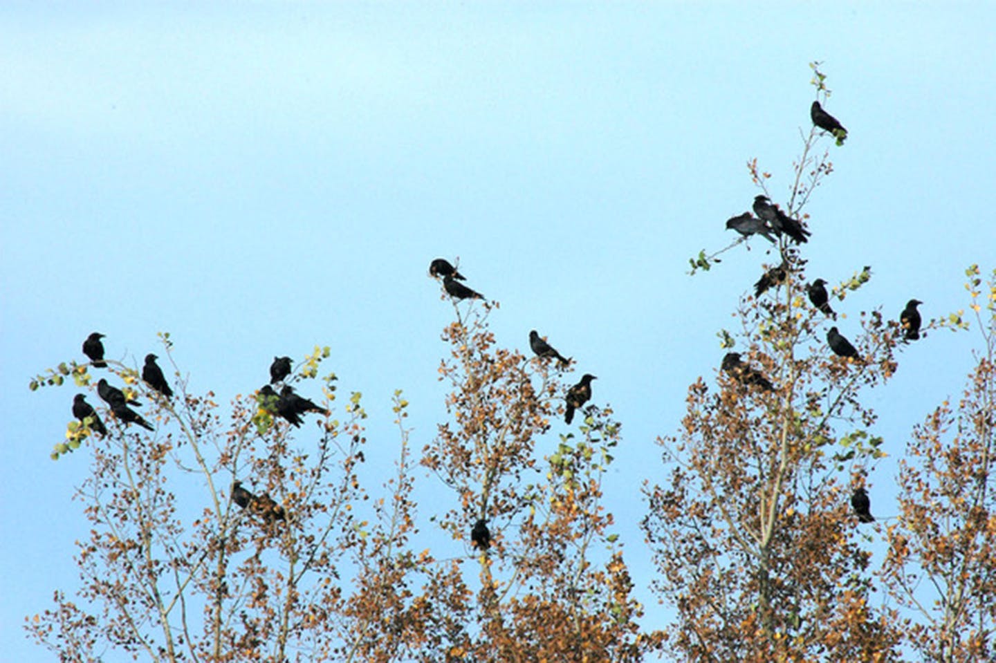 A "murder" of crows.