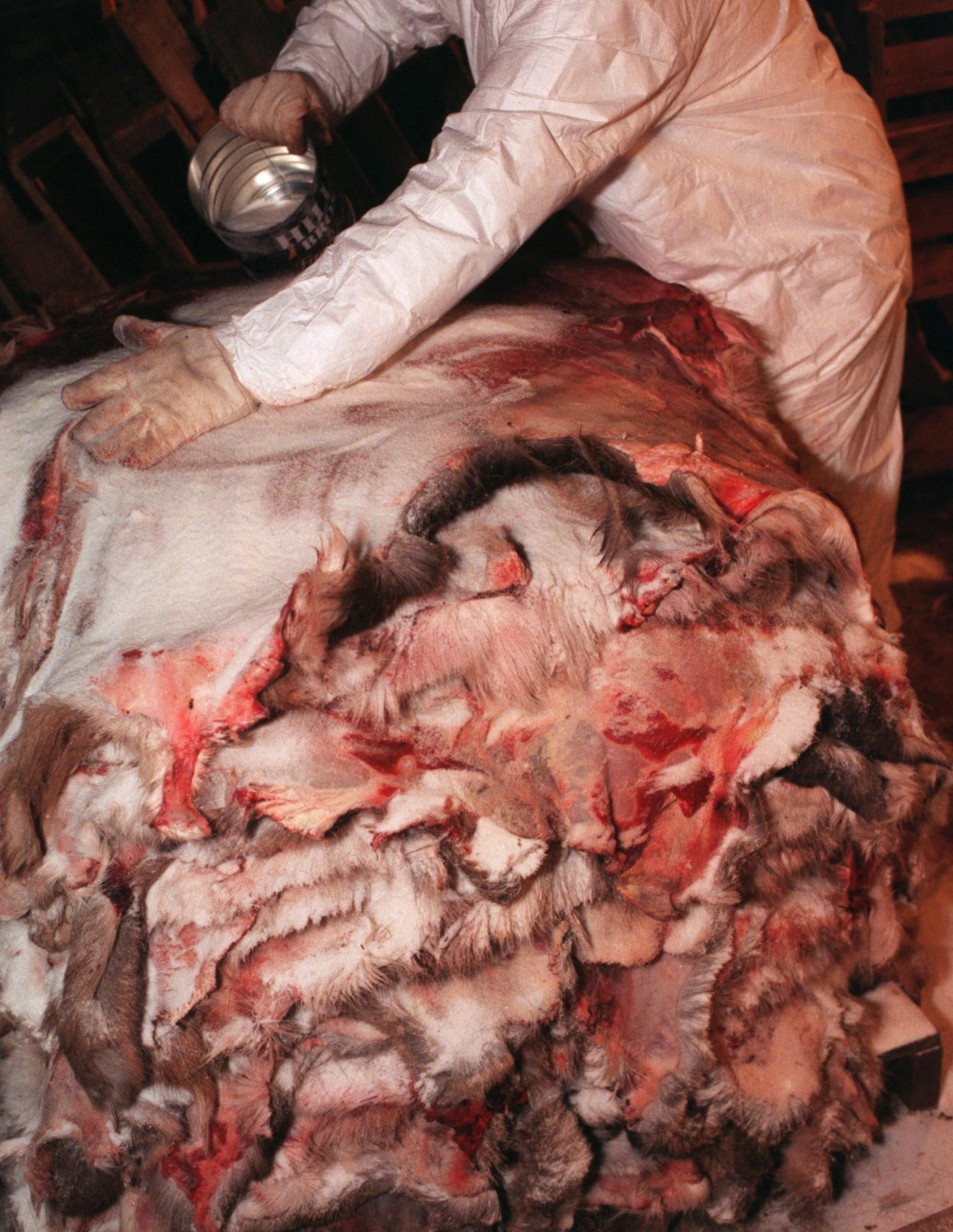 After they are cleaned, deer hides are piled high and salted for preservation at the Minnesota Deer Hunters Association. The group is among those owed money by Uber Tanning, to which it sold many hides. "I just couldn't service all the debt," said Uber Tanning owner Jared Rinerson, who bought the company in 2006.