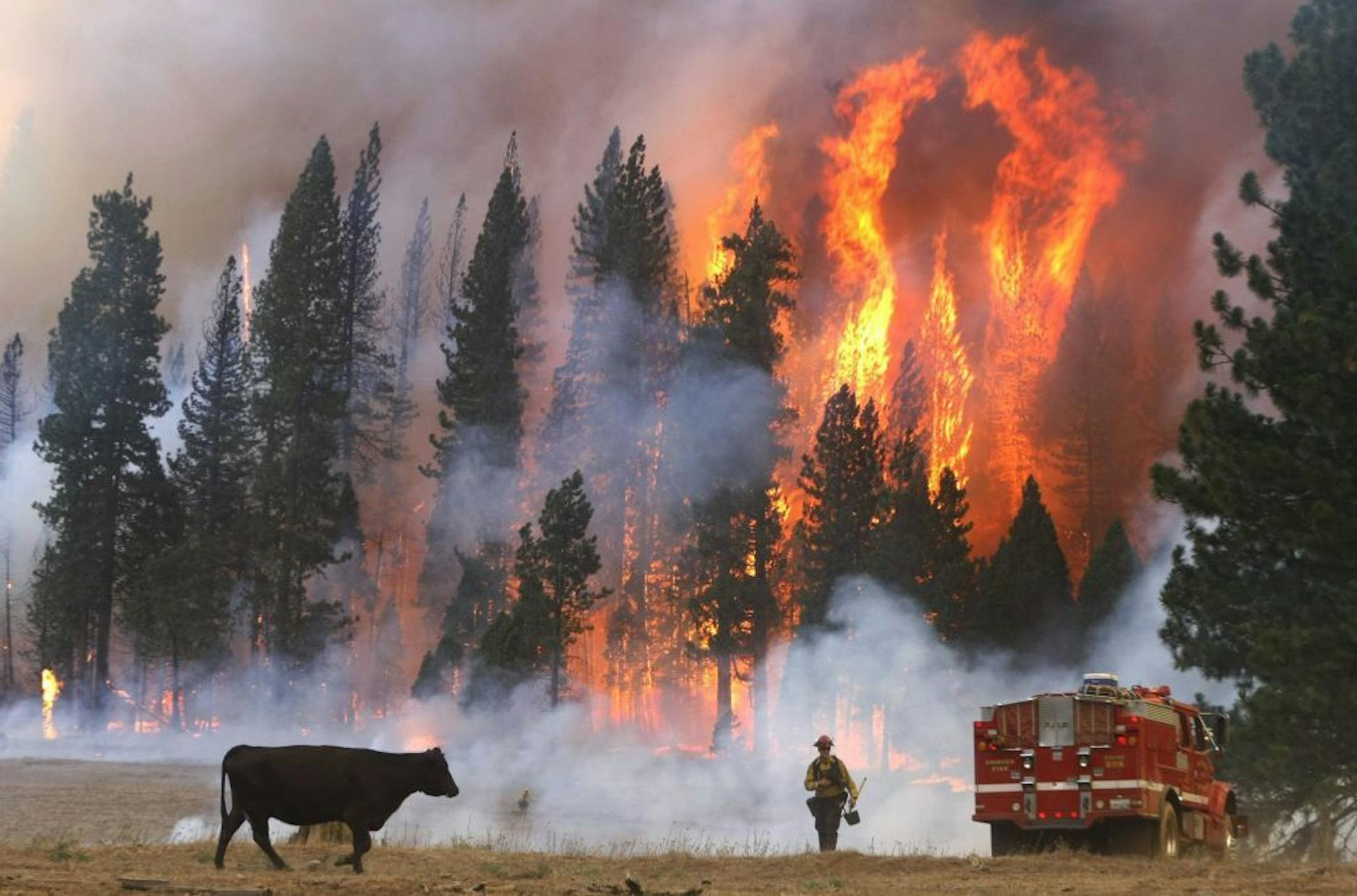 Firefighter Dusty LaChapelle from El Dorado County Fire Department moves away from flames from the fast moving Rim fire near Yosemite National Park, Calif.