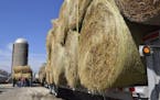 The Cass-Morgan Farm Bureau's Young Leaders group finishes loading hay and fencing and feed supplies, Friday, March 24, 2017, at a staging area east o