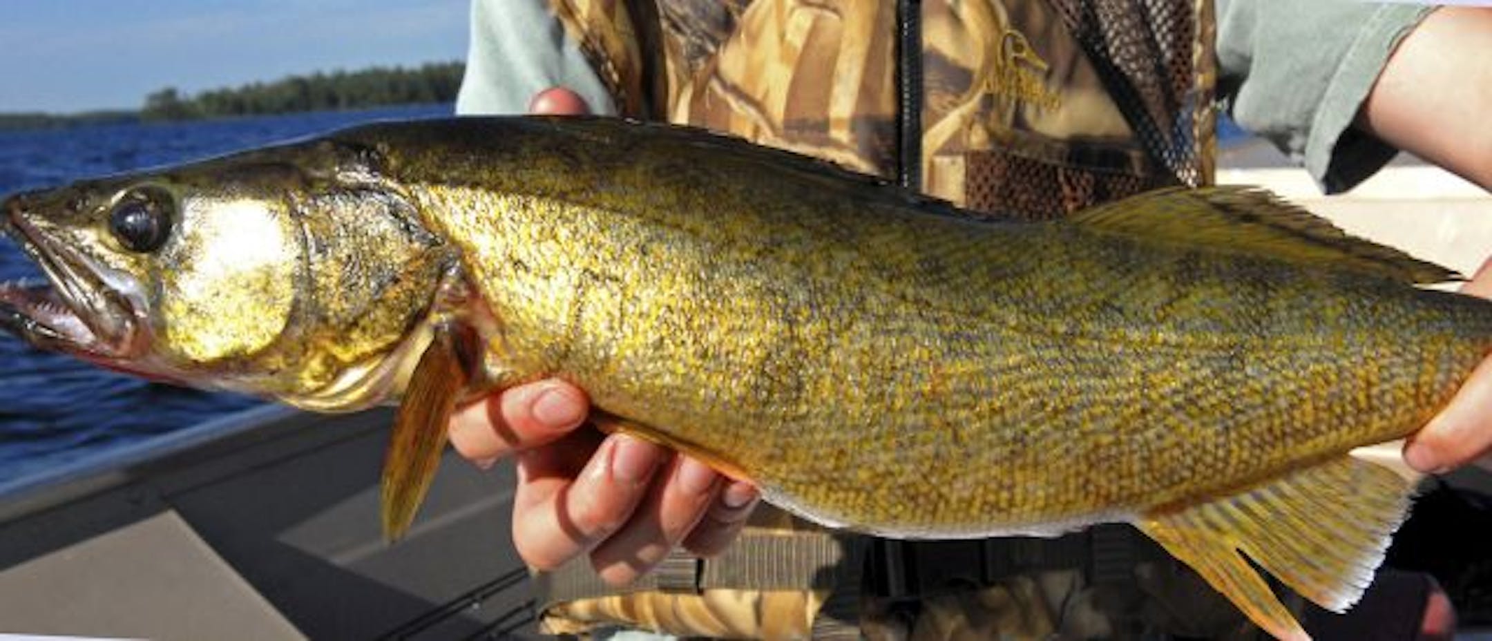 Walleye